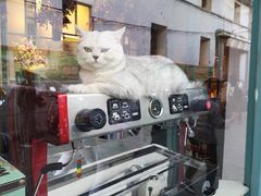 -喵屿·大理花园猫咖