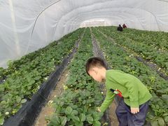 -喜杨洋草莓采摘园