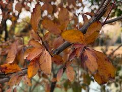 -佘北家园梧桐苑