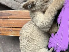 -鄂尔多斯野生动物园