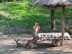 -北京野生动物园