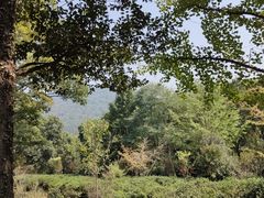 -老山国家森林公园