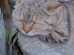 -喵屿·大理花园猫咖