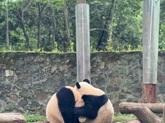 -都江堰中华大熊猫苑