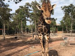 -清迈夜间动物园