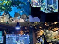 -锦艺城海洋馆