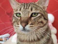 -客栈猫舍(中央北路店)