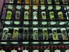 -广东中医药博物馆