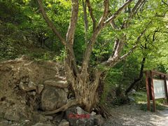 -孤山寨风景区