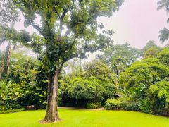 -热带雨林自然公园