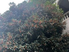 -肖肖酸萝卜鱼火锅(总店)