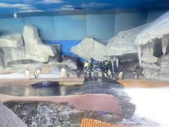 -海合安武汉极地海洋公园