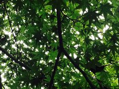 -西湖外事游船(花港观鱼码头)