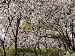 -羊山湖公园
