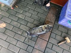 -全乐鱼馆·淳牌有机鱼直营店