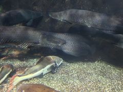 -太平洋海底世界