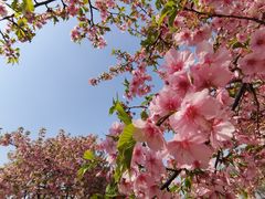 -上海辰山植物园