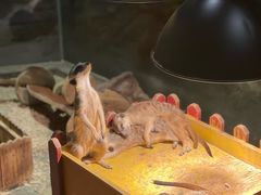 -绿色星球动物主题公园
