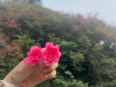 -木兰云雾山