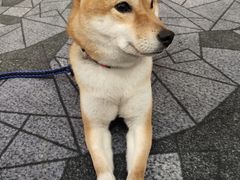 -宠宠熊宠物美容(星湖街店)