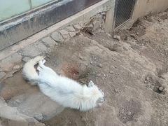 -合肥野生动物园