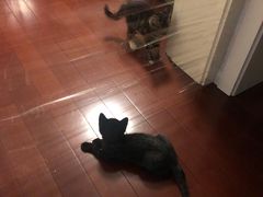 -爱侣宠医·鹦鹉专科·小型哺乳类·异宠专科(灵石路店)