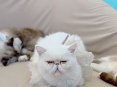 -怪兽屋·羊驼·猫咖·狗咖(俊华广场店)