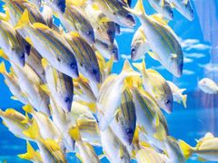 -海合安武汉极地海洋公园