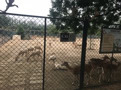 -北京麋鹿生态实验中心