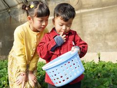 -昌平兴寿秀秀草莓采摘园