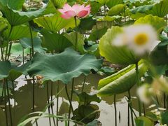 -泗洪洪泽湖湿地景区