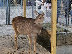 -长白岛森林公园