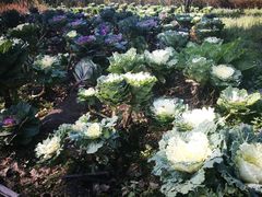 -黑龙江省森林植物园