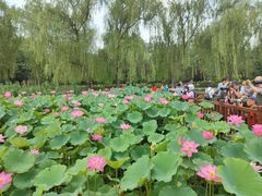 -莲花池公园
