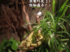 -深圳野生动物园