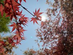 -铁山坪森林公园