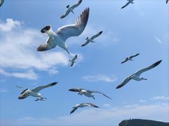 -海驴岛(荣成市)