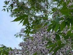 -蜀冈西峰生态公园