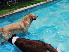 -汪说喵讲宠物乐园宠物酒店(红星美凯龙店)