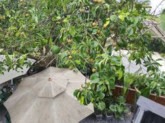 -云里小坐·小院里·团建·宴请·下午茶(三圣乡店)