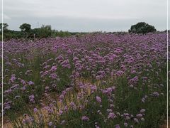 -西京湾花海