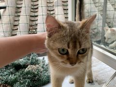 -猫小院猫主题咖啡厅(北锣店)