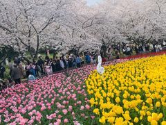 -苏州上方山国家森林公园