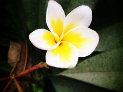 外景-厦门喜来登酒店