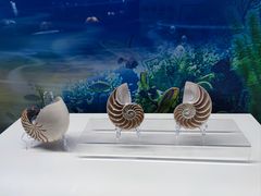 -贝壳王国博物馆
