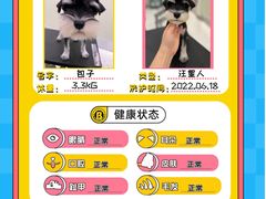 -BABIT巴比特宠物(MOMOPARK店)