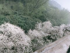 -武汉大学-樱园