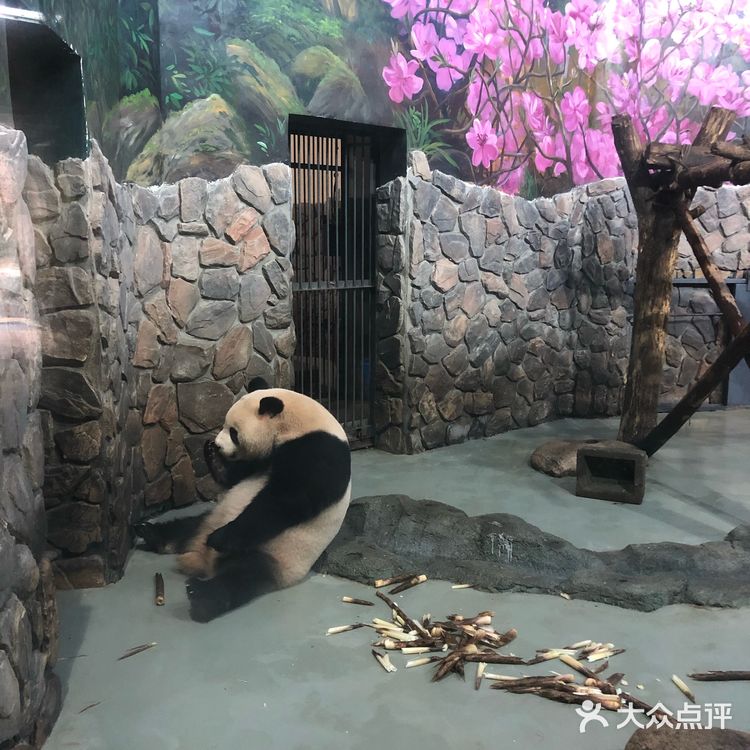 成都旅游攻略|休闲看熊猫之旅