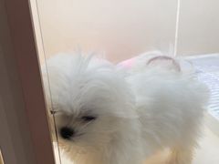 -翊宠yipet猫狗购宠庄园犬舍•猫舍