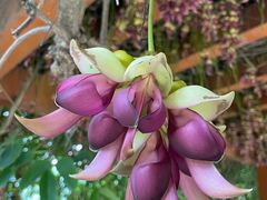 -广州神农草堂中医药博物馆